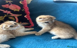 Scottish Fold cats for sale: Gold Chinchilla Scottish fold baby’s  - Image 34