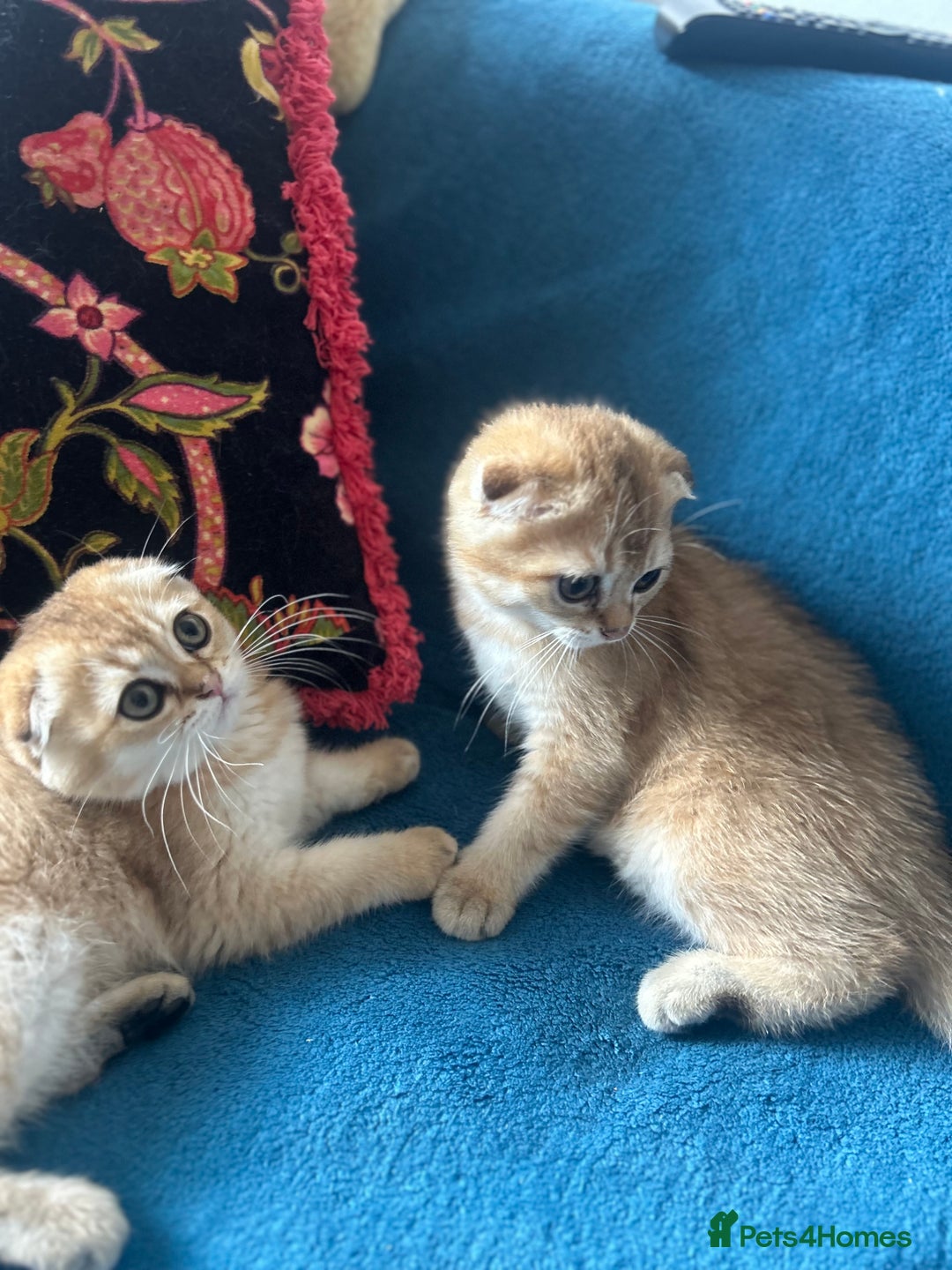 Scottish Fold cats for sale: Gold Chinchilla Scottish fold baby’s  - Image 34