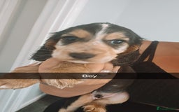 Cocker Spaniel dogs for sale: Show type cocker spaniels - Image 4