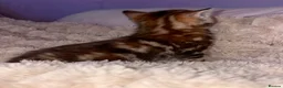 American Shorthair cats for sale: America shorthair x Bengal cross kittens  - Advert 6