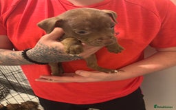 Staffordshire Bull Terrier dogs for sale: Staffs pups (non kc) - Image 4