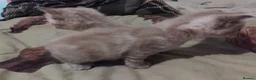 British Shorthair cats for sale: x1 female left ready now  - Advert 2
