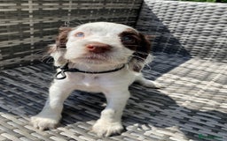 Sprocker dogs for sale: Beautiful F1 Sprocker Spaniel Puppies. in King's Lynn - Image 4