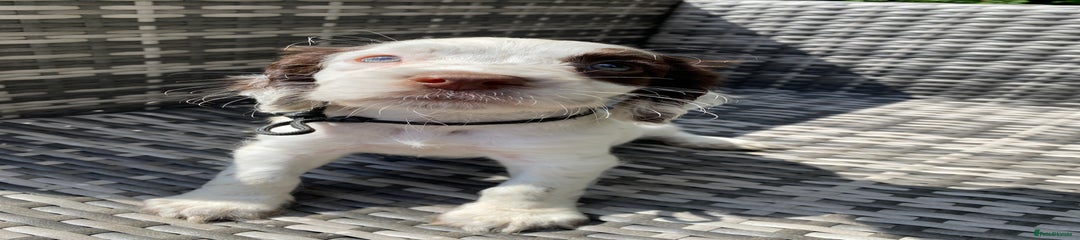 Snoppy