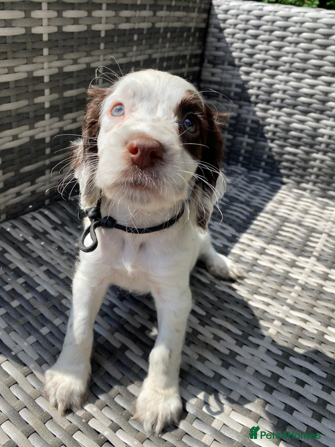 Sprocker dogs for sale: Beautiful F1 Sprocker Spaniel Puppies. in King's Lynn - Image 4