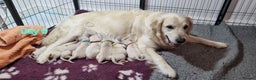 Golden Retriever dogs for sale: Golden Retriever Pups-FULLY HEALTH TESTED PARENTS  - Advert 6