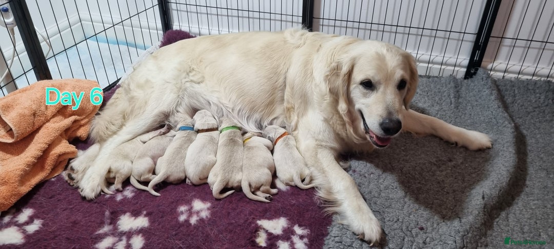 Golden Retriever dogs for sale: Golden Retriever Pups-FULLY HEALTH TESTED PARENTS  - Advert 6