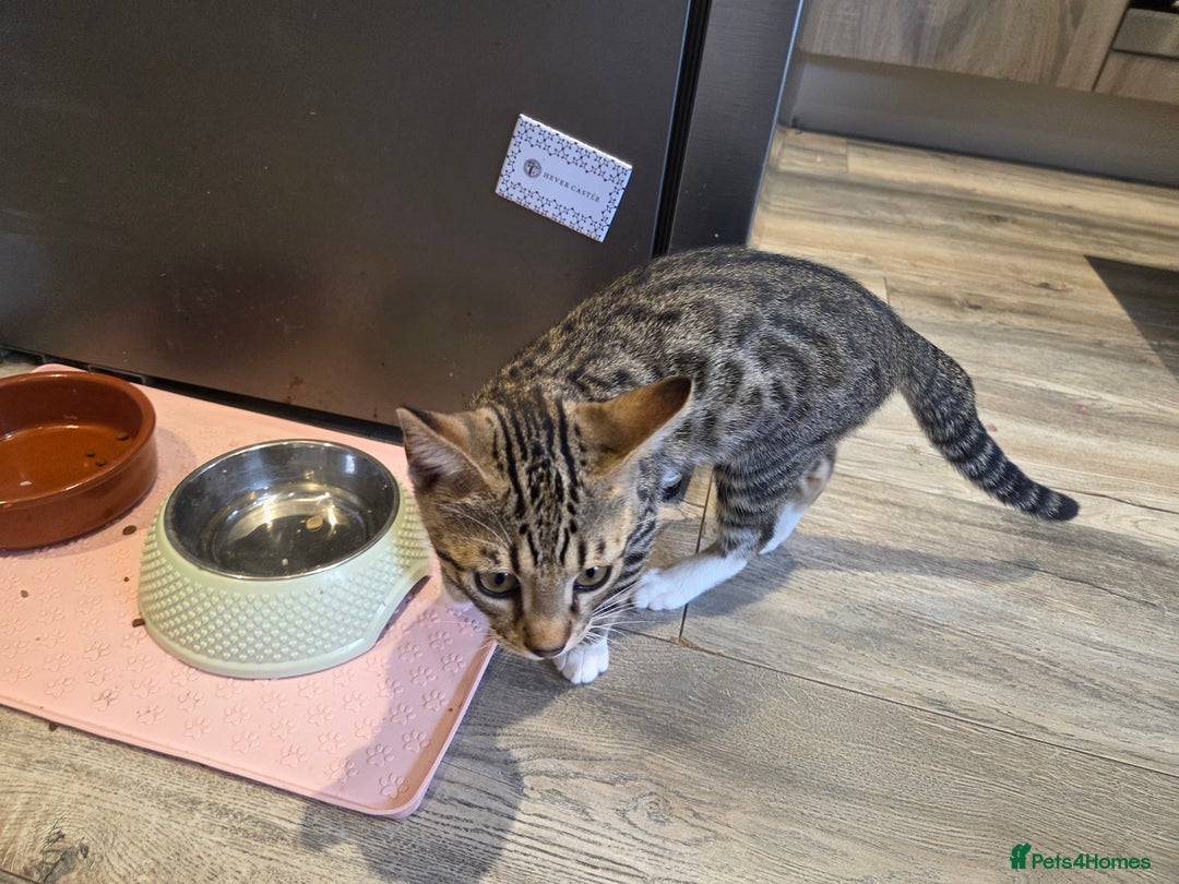 Bengal cats for sale: Bengal X kittens - Image 5