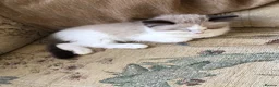 Ragdoll cats for sale: Beautiful Ragdoll kittens  - Advert 20
