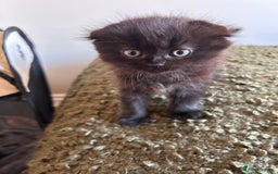 Scottish Fold cats for sale: 2 female Scottish fold cross kittens for sale  - Image 2