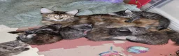 Maine Coon cats for sale: Exceptional GCCF maine coons - Advert 4