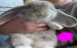 French Lop rabbits for sale: Beautiful French lops  - Image 4