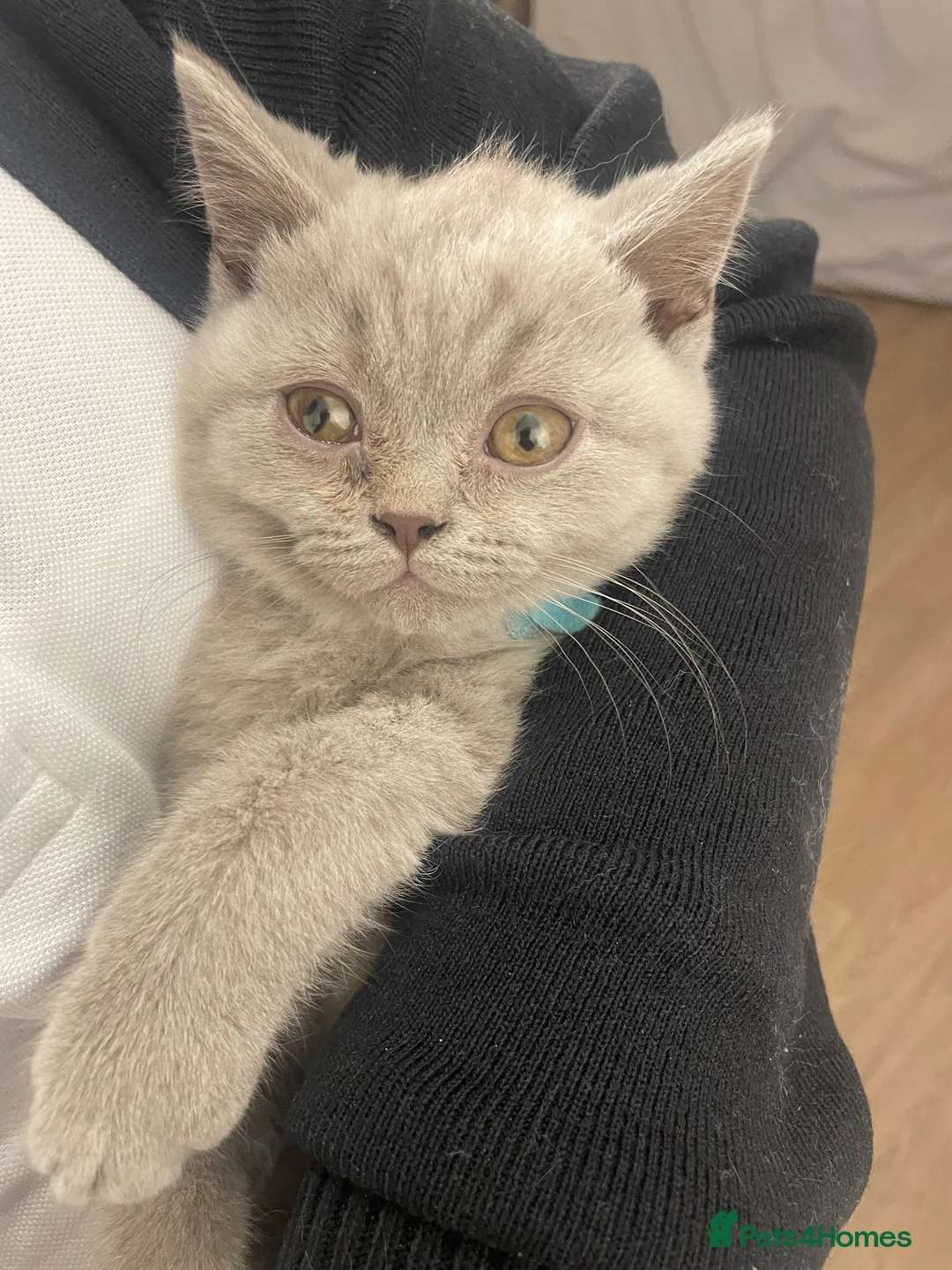 British Shorthair cats for sale: British short hair Pedigree registered  - Advert 13