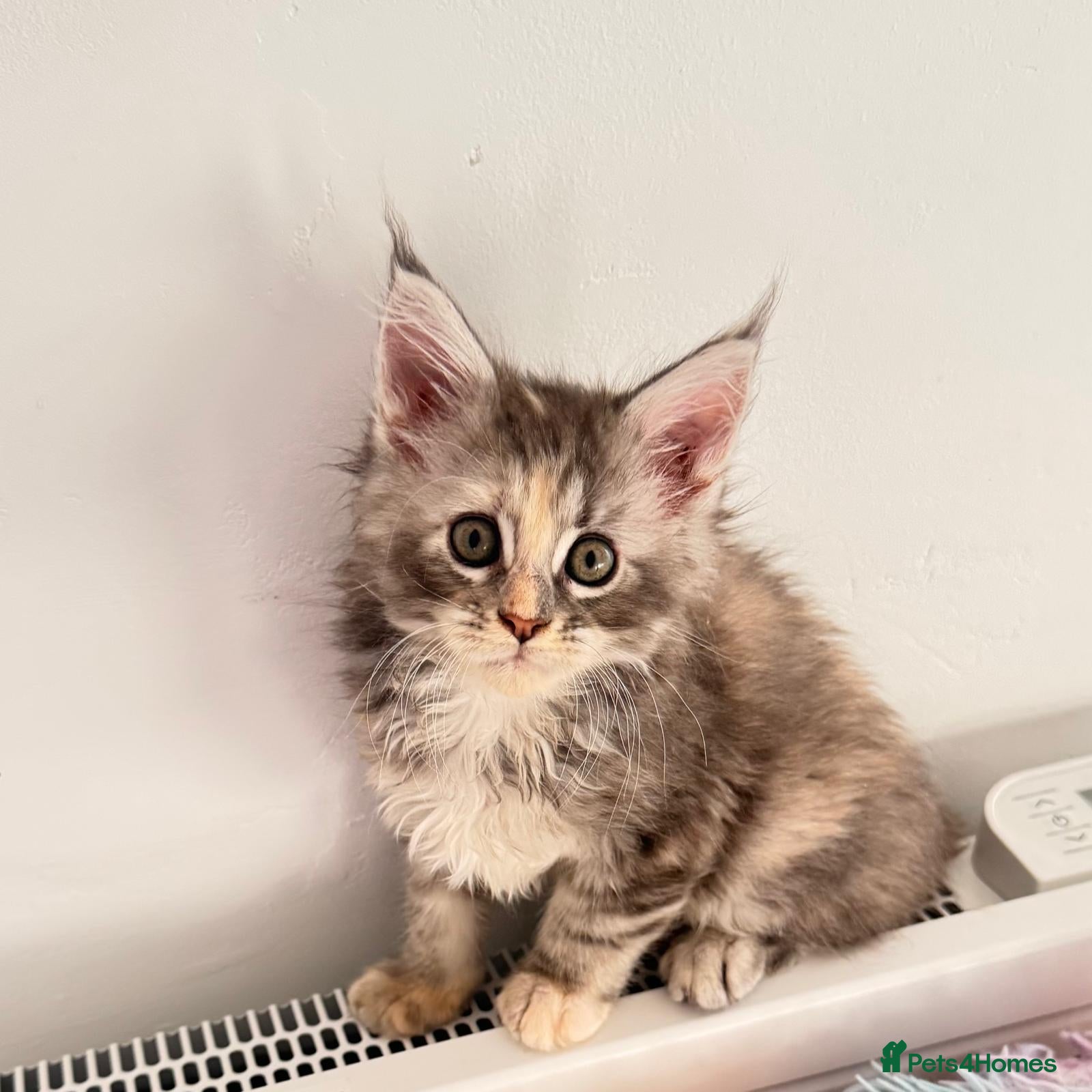 Maine Coon cats Pure breed XXL Maine Coon kittens  - Advert 14