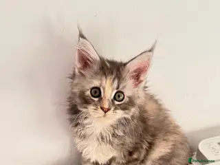 Maine Coon cats Pure breed XXL Maine Coon kittens - Advert 14