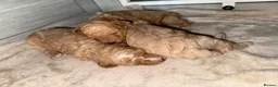 Poochon dogs for sale: Gorgeous poochons for sale  - Advert 3