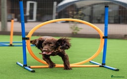 Cocker Spaniel dogs for stud: Working Chocolate Cocker Spaniel for Stud  - Image 3