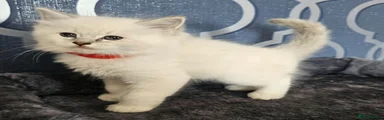 Ragdoll 1 red collar ♥️ 