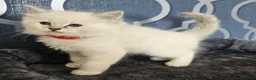 Ragdoll cats for sale: Council licence held. Stunning GCCF reg kittens  - Advert 3