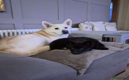Pomsky dogs for sale: Pomsky Puppy for sale - Image 7