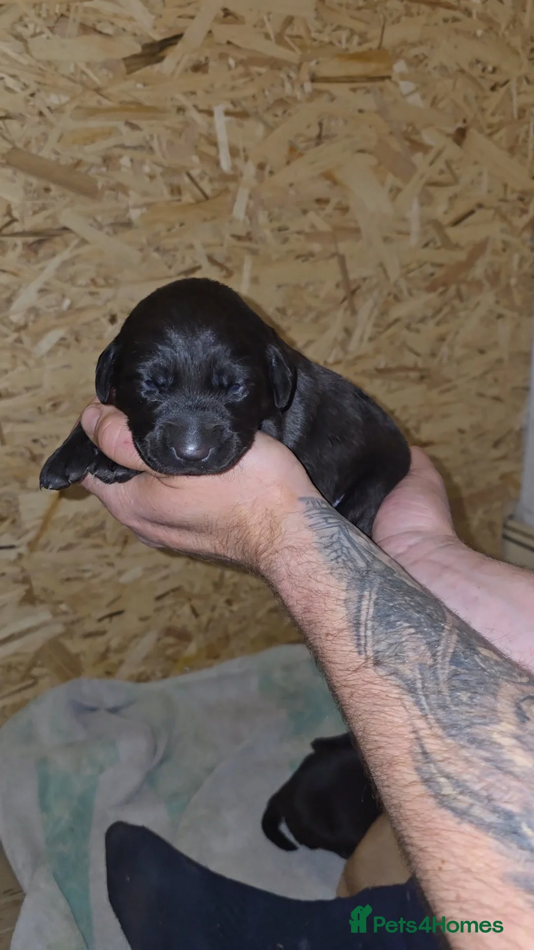 Labrador Retriever dogs for sale: 5 labrador puppies  - Advert 6