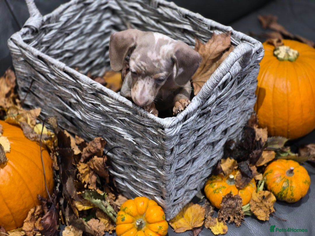 Miniature Dachshund dogs for sale: TRUE MINIATURE DASCHUND BABIES only 5 - Image 18