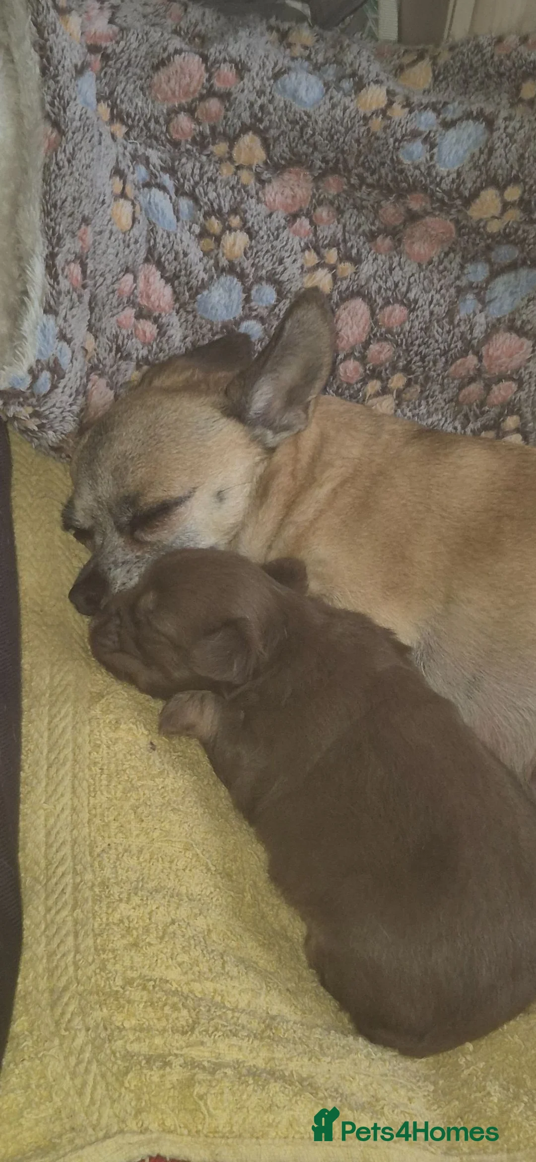 Chihuahua dogs for sale: Adorable chi boy  - Advert 1