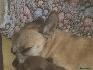 Chihuahua dogs Adorable chi boy - Advert 3