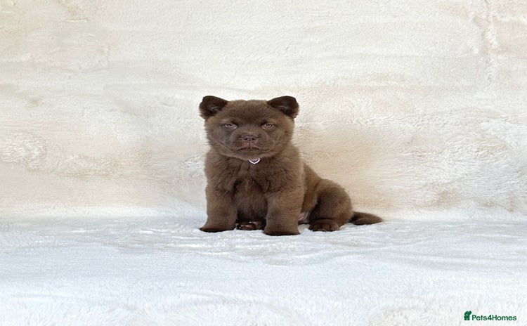 Chow Chow dogs - Advert 3