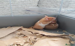 Hamster rodents for sale: Baby syrian hamsters from £10 - Available Now  in Manchester - Image 10