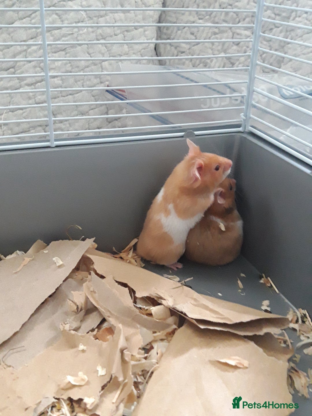 Hamster rodents for sale: Baby syrian hamsters from £10 - Available Now  in Manchester - Image 10