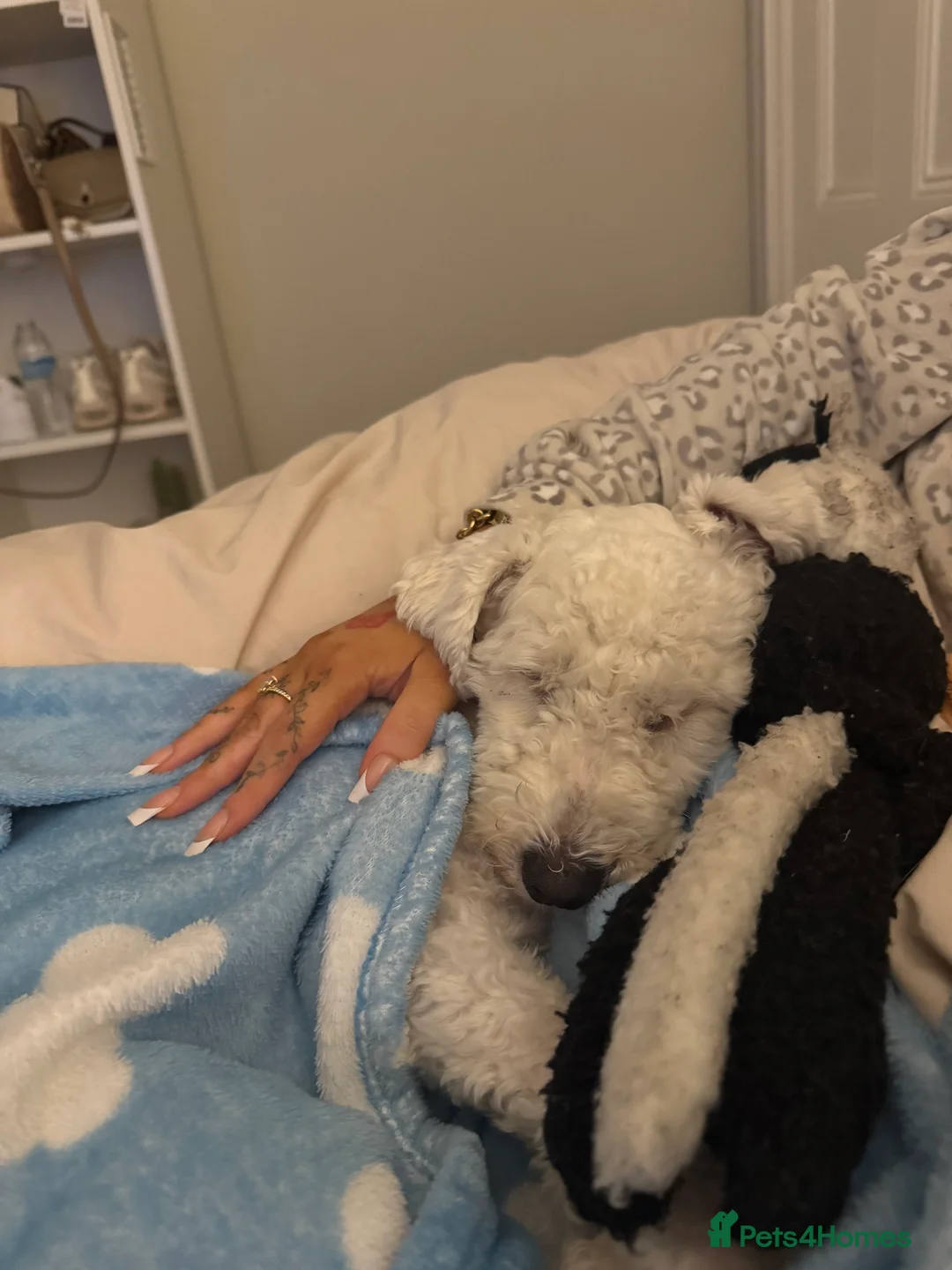 Bichon Frise dogs for sale: Male bichon freeze - Advert 1