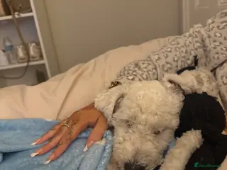 Bichon Frise dogs Male bichon freeze - Advert 1