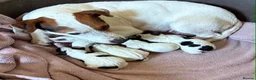 Jack Russell dogs for sale: Old fashioned pocket Jack Russell  in Gillingham - Advert 2