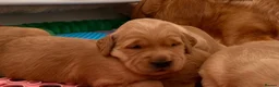 Golden Retriever dogs for sale: KC reg working golden retriever boys  - Advert 30