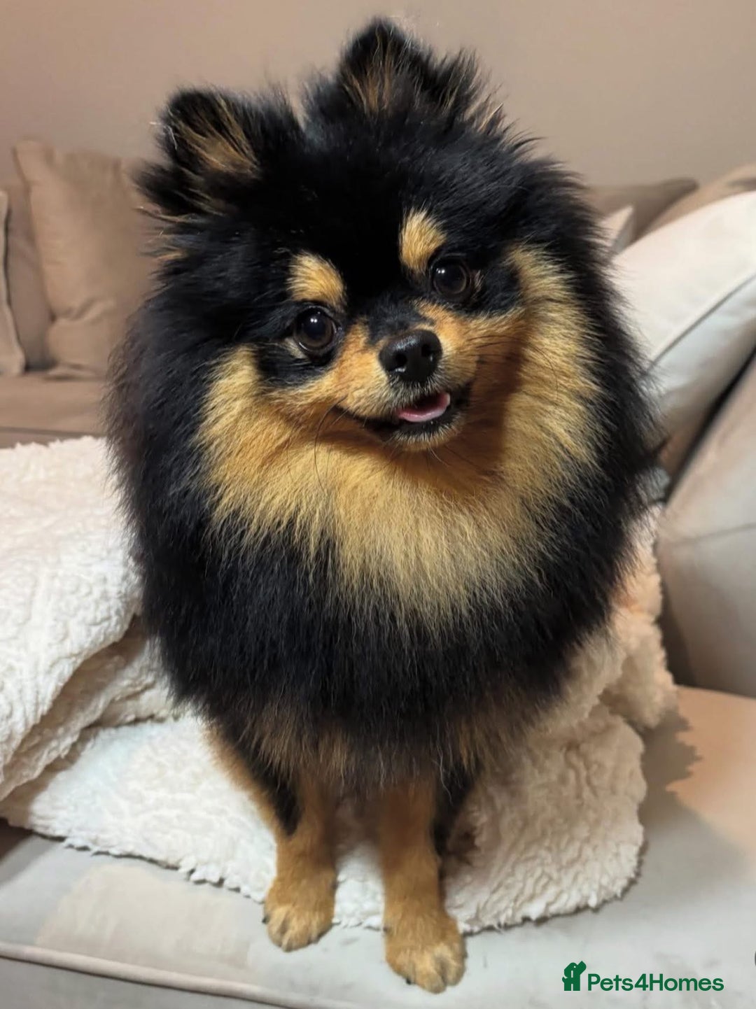 Pomeranian dogs for stud: Prince available for stud services  - Advert 14