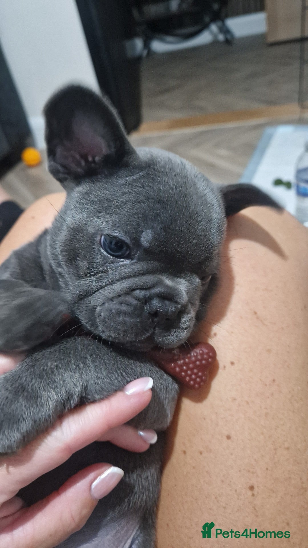 French Bulldog dogs for sale: Blue male French bulldog  - Image 6