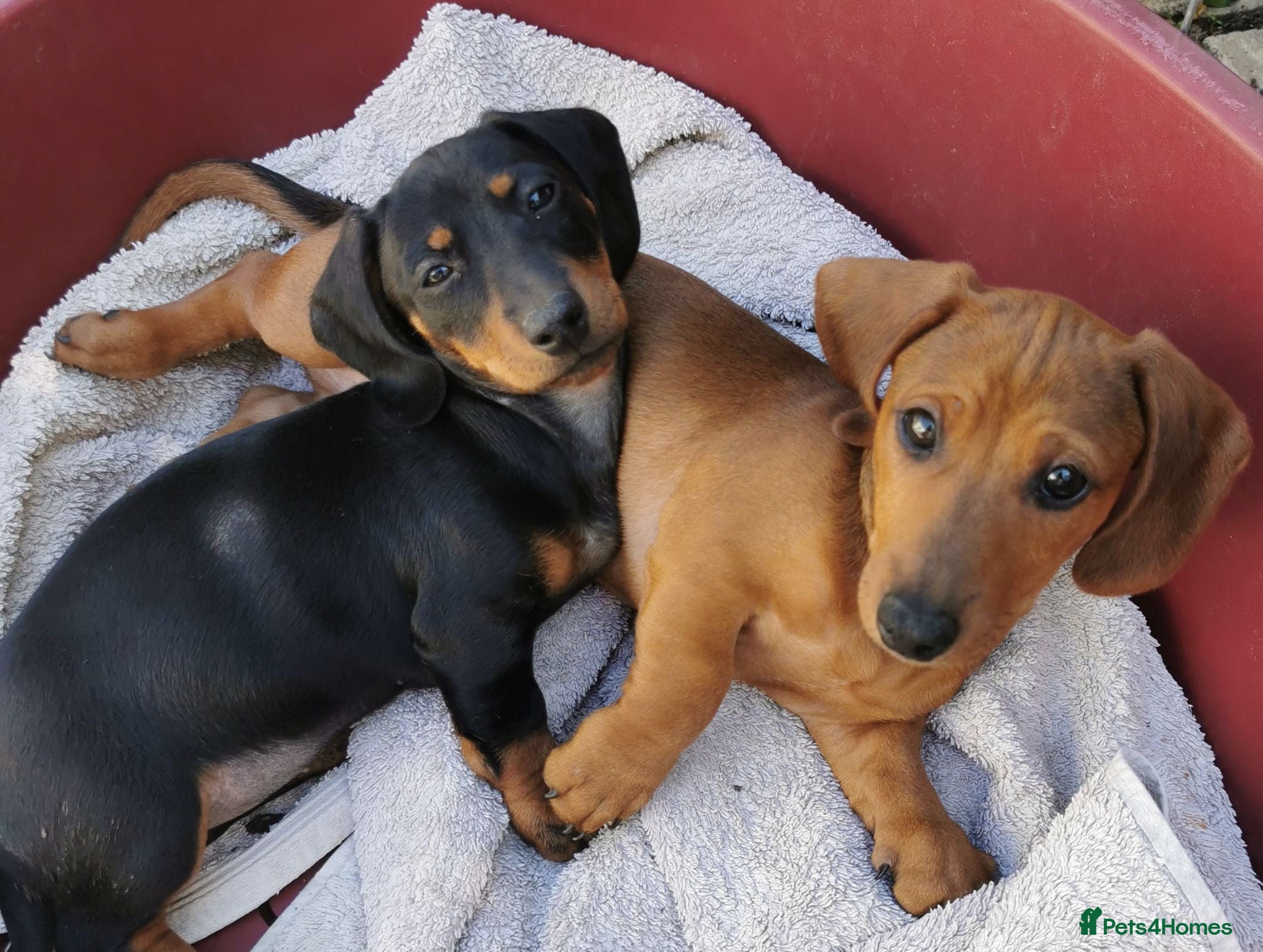 Dachshund dogs  Unusual Playful miniature Dachshound pups  - Advert 2