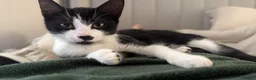 Mixed Breed cats for sale: Mixed kittens  - Advert 4