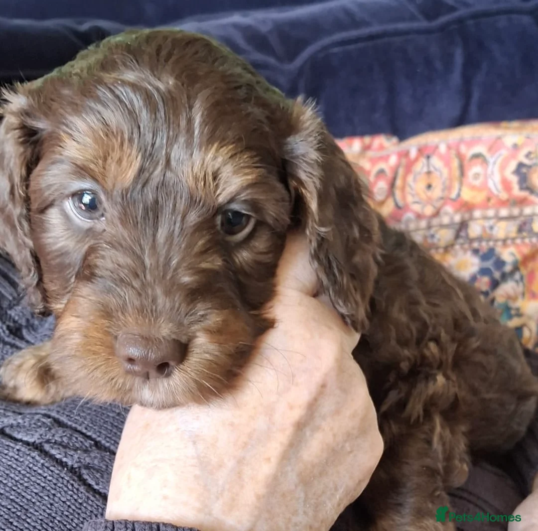 Cockapoo dogs for sale: Gorgeous Cockerpoochons ⭐️ last two boys ⭐️ - Advert 2