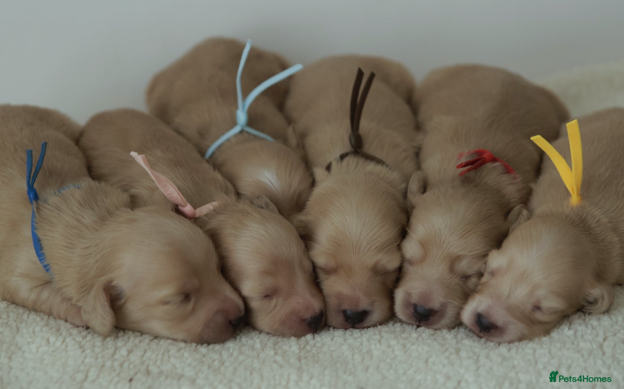 Miniature Dachshund dogs 5*Licensed+Cream+Long Hair+KC+VetChecked+PRAClear - Advert 1