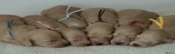 Miniature Dachshund dogs for sale: 5*Licensed+Cream+Long Hair+KC+VetChecked+PRAClear - Advert 26