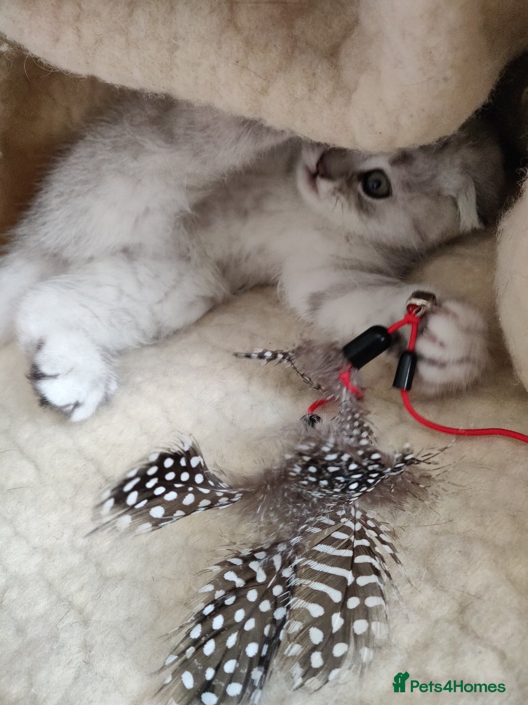 Scottish Fold cats for sale: Scottish Fold kitten  - Advert 18