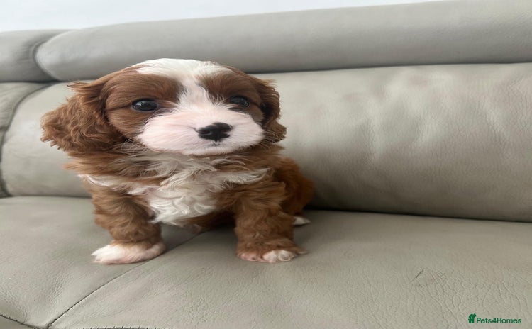 Cavapoo dogs - Advert 2