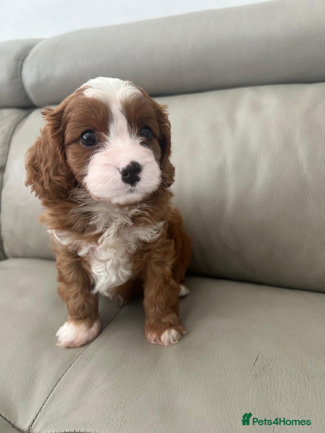 Cavapoo dogs for sale: 🧸F1 Cavapoo, health tested with unique markings.  - Image 1