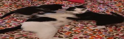 Domestic Shorthair cats for sale: domestic shorthairs!! - Advert 11