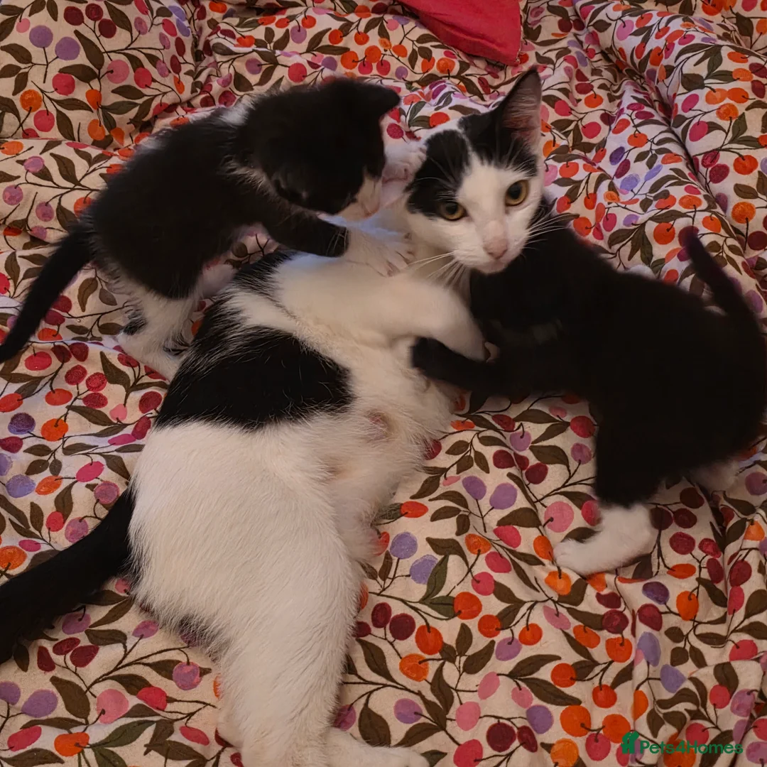 Domestic Shorthair cats for sale: domestic shorthairs!! - Advert 11