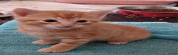 Mixed Breed cats for sale: 5 x kittens lovely colours - Advert 8