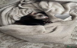 Ferret rodents for sale: Male ferret, with cage and full set up.  - Image 1