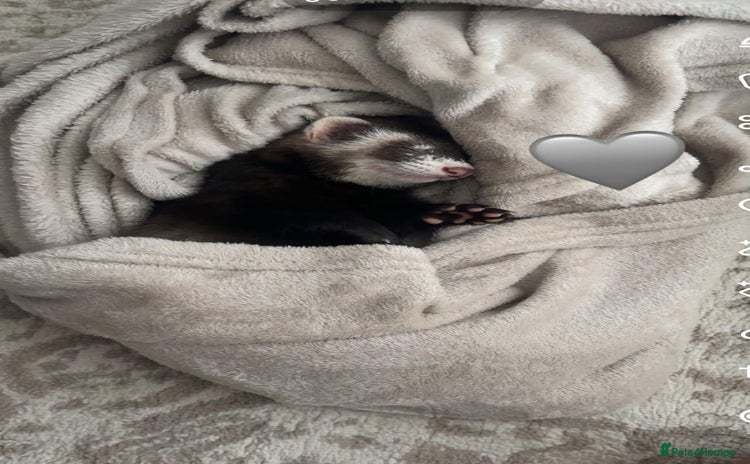 Ferret rodents - Advert 1
